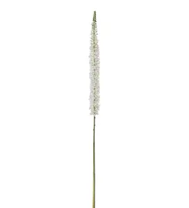 Eremurus - Vit - 190 cm - www.frokenfraken.se