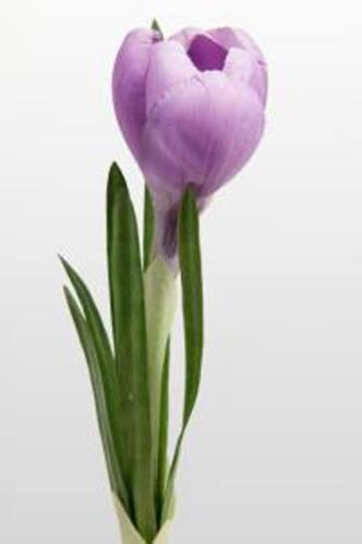 Crocus - Lila - 20 cm - www.frokenfraken.se