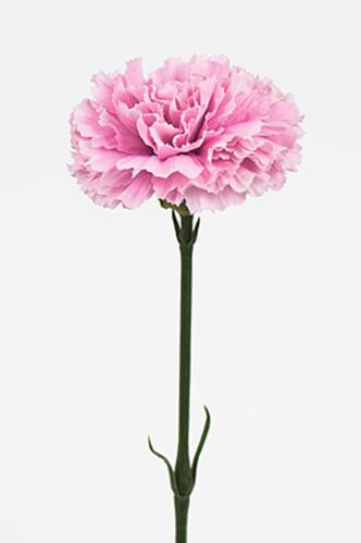 Nejlika - Lila - 55 cm - www.frokenfraken.se