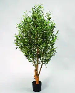 Olivträd - 110 cm - www.frokenfraken.se
