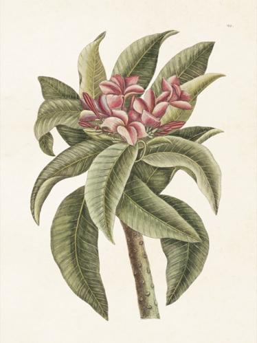 Poster - Vintage - Tempelblomma - 18 x 24 cm - www.frokenfraken.se