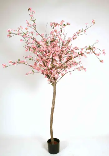Körsbärsträd - 180 cm - Rosa - www.frokenfraken.se