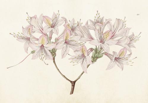Poster - Vintage - Azalea - 35 x 50 cm - www.frokenfraken.se