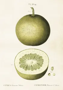 Poster - Vintage - Citron - 35 x 50 cm - www.frokenfraken.se