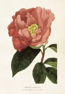 Poster - Vintage - Kamelia - 35 x 50 cm - www.frokenfraken.se