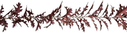 Girlang - Vinröd - 185 cm - www.frokenfraken.se