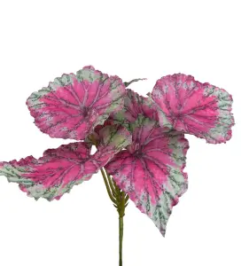 Rexbegonia - Rosa - www.frokenfraken.se