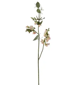 Luktärt - Persika - 69 cm - www.frokenfraken.se