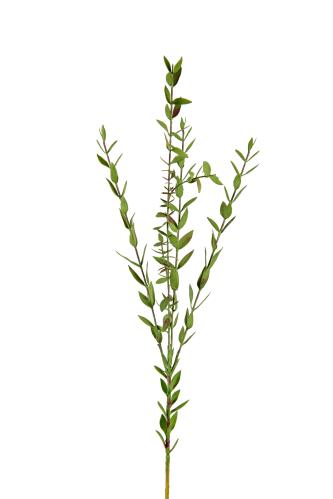 Eucalyptus - Grön - 70 cm - www.frokenfraken.se