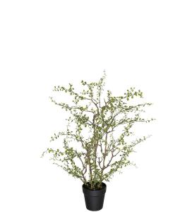 Muehlenbeckia - Grön - 70 cm - www.frokenfraken.se