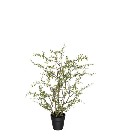 Muehlenbeckia - Grön - 70 cm - www.frokenfraken.se