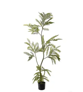 Mimosa Pudica - Grön - 140 cm - www.frokenfraken.se