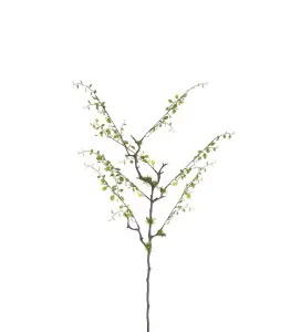 Muehlenbeckia - Grön - 80 cm - www.frokenfraken.se