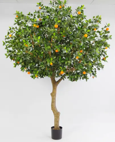 Citrusträd - 350 cm - www.frokenfraken.se