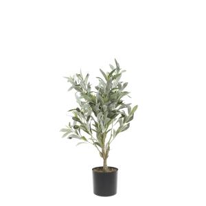 Olivträd - 73 cm - www.frokenfraken.se
