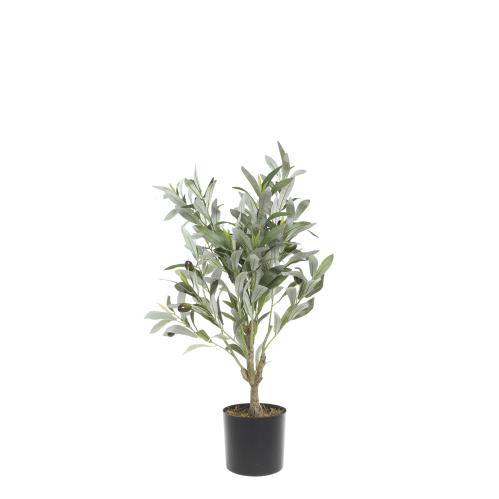 Olivträd - 73 cm - www.frokenfraken.se