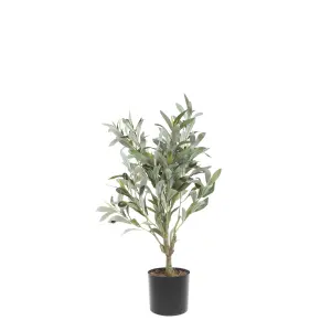 Olivträd - 73 cm - www.frokenfraken.se