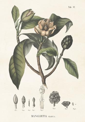 Poster - Vintage - Manglietia - 70 x 100 cm - www.frokenfraken.se