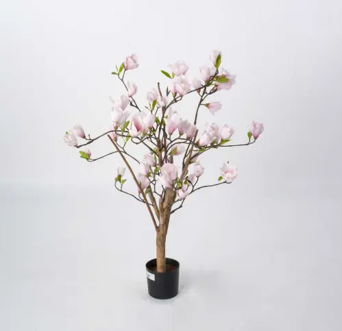 Magnoliaträd - Rosa - 80 cm - www.frokenfraken.se