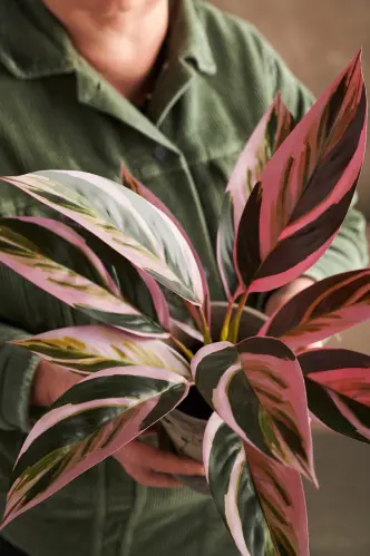 Cordyline - Grön/röd - 38 cm - www.frokenfraken.se