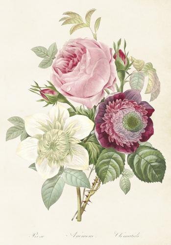 Poster - Vintage - Ros - Anemon - Klematis - 35 x 50 cm - www.frokenfraken.se