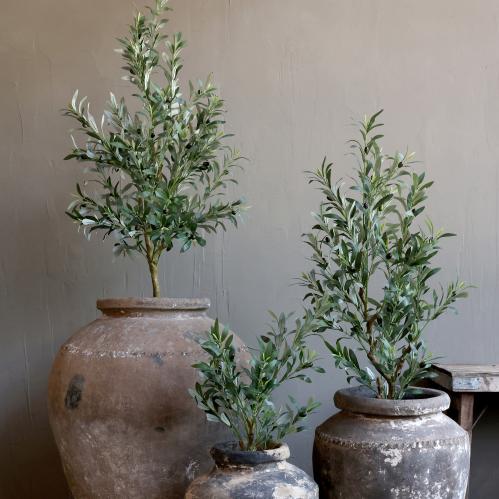 Olivträd - 73 cm - www.frokenfraken.se