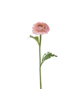 Ranuncel - Rosa - 35 cm - www.frokenfraken.se