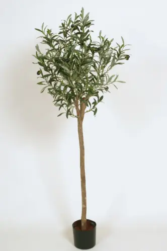 Olivträd - 115 cm - www.frokenfraken.se