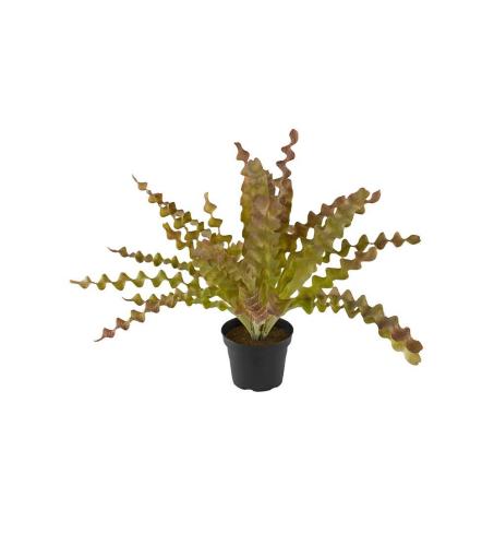 Asplenium - Flerfärgad - 34 cm - www.frokenfraken.se