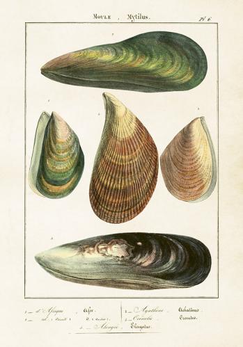 Poster - Vintage - Musslor - 35 x 50 cm - www.frokenfraken.se