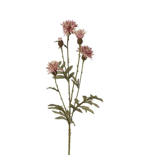 Blåklint - Lila - 60 cm - www.frokenfraken.se