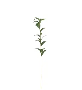 Ruscus - Grön - 77 cm - www.frokenfraken.se