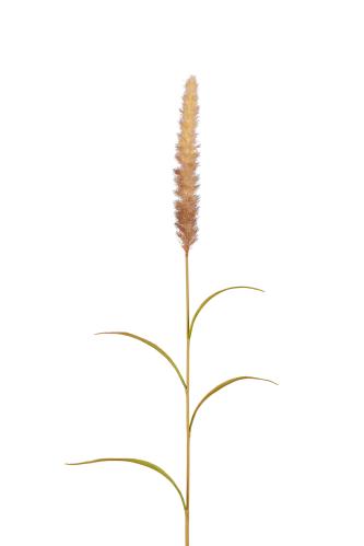 Gräs - Brun - 85 cm - www.frokenfraken.se