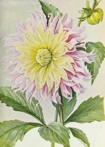 Poster - Vintage - Dahlia - 50 x 70 cm - www.frokenfraken.se