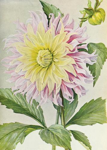 Poster - Vintage - Dahlia - 50 x 70 cm - www.frokenfraken.se