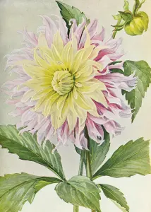 Poster - Vintage - Dahlia - 50 x 70 cm - www.frokenfraken.se