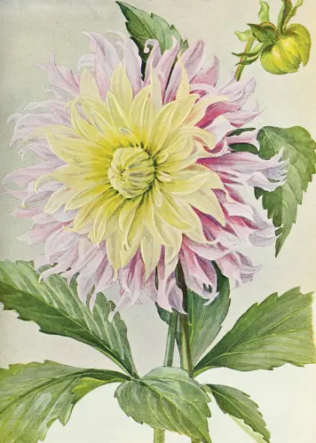 Poster - Vintage - Dahlia - 50 x 70 cm - www.frokenfraken.se