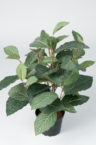 Fittonia - Grön - 40 cm - www.frokenfraken.se