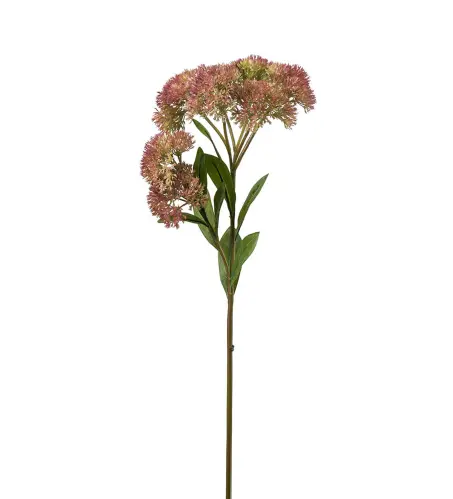 Sedum - Grön - 65 cm - www.frokenfraken.se