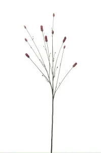 Pimpinell - 80 cm - www.frokenfraken.se