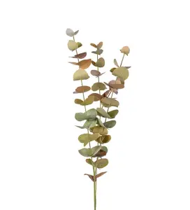 Eucalyptus - 60 cm - www.frokenfraken.se