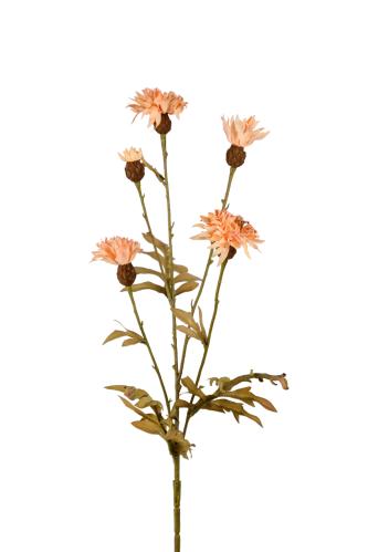 Blåklint - Brun - 60 cm - www.frokenfraken.se