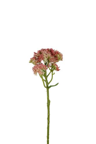 Kärleksört - Rosa - 40 cm - www.frokenfraken.se