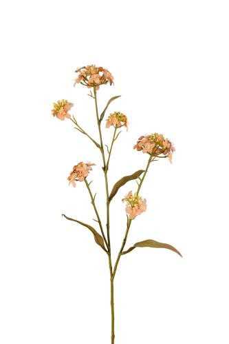Blomster Iberis - Brun - 60 cm - www.frokenfraken.se