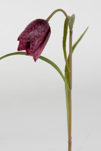 Frittilaria - Röd - 35 cm - www.frokenfraken.se