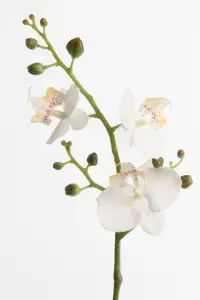 Phalaenopsis - Vit - 50 cm - www.frokenfraken.se