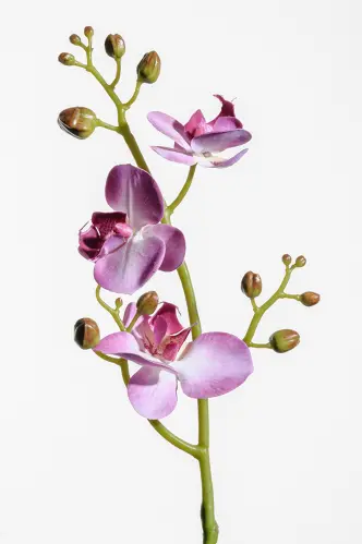 Phalaenopsis - Lila - 50 cm - www.frokenfraken.se
