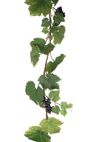 Vinranka - Grön - 190 cm - www.frokenfraken.se