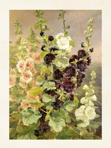 Poster - Vintage - Stockrosor - 18 x 24 cm - www.frokenfraken.se