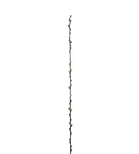 Vide - Brun - 128 cm - www.frokenfraken.se